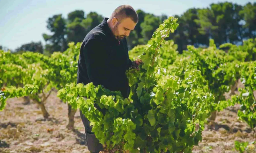 Joan Ferré de Celler Frisach treballant a la vinya