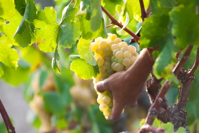 Verema manual de raïm per elaborar vins naturals de mínima intervenció a Piola Vic