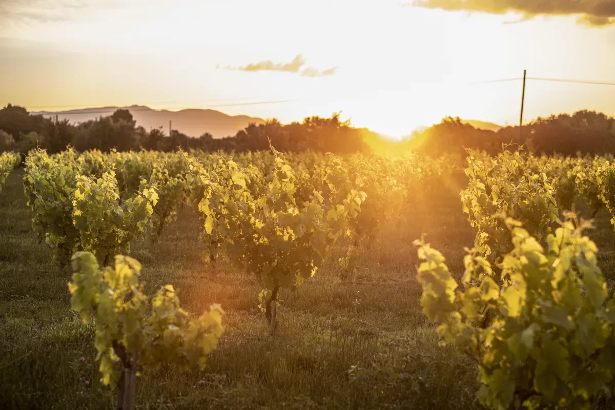 Vinyes al capvespre, territori i origen dels vins naturals Título