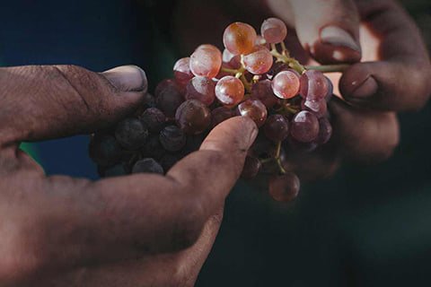 Mans seleccionant un raïm durant la verema de Celler Frisach